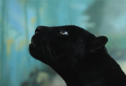 Panther - magic shuvani (Emberek totem, hogy az) Panther - magic shuvani
