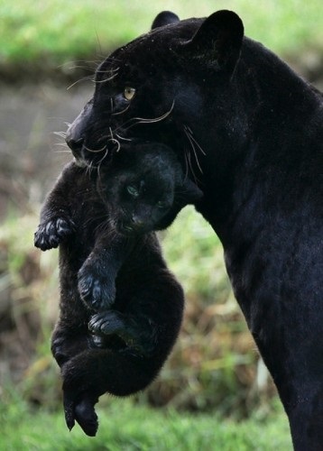 Panther - magic shuvani (Emberek totem, hogy az) Panther - magic shuvani