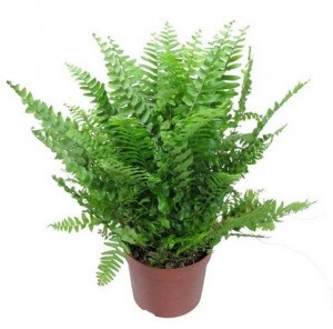 Fern terem - ellátás az otthoni (szoba) Fern terem - otthoni gondozást