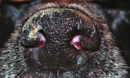 A paraszimpatikus orr hyperkeratosis kutyák, állatorvos
