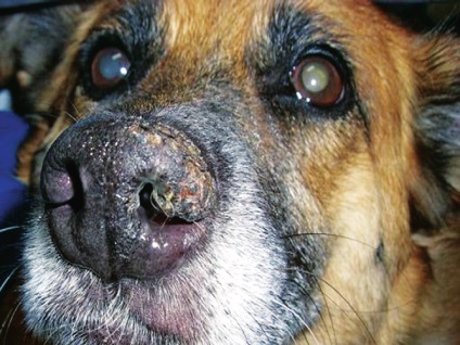 A paraszimpatikus orr hyperkeratosis kutyák, állatorvos