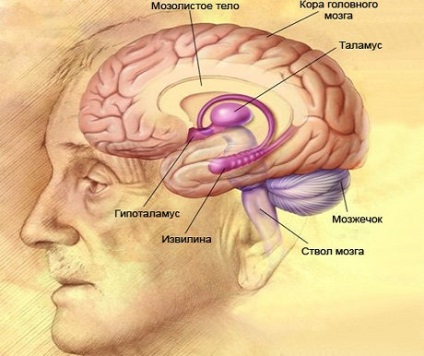 Epilepsziás tünetek, okok, diagnózis (epilepsziás) Epilepsziás tünetek, okok, diagnózis
