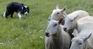 Shepherd Service Dogs, titkok otthoni ápolás