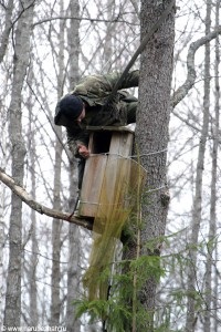 Tollas tuskó vadászat bagoly, a tételek (bagoly) Tollas tuskó vadászat bagoly, a vonalak