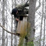 Tollas tuskó vadászat bagoly, a tételek (erdő) Tollas tuskó vadászat bagoly, a vonalak