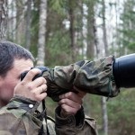 Tollas tuskó vadászat bagoly, a vonal (Fehéroroszország) Tollas tuskó vadászat bagoly, a vonalak