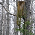 Tollas tuskó vadászat bagoly, a tételek (bagoly) Tollas tuskó vadászat bagoly, a vonalak