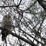 Tollas tuskó vadászat bagoly, a tételek (bagoly) Tollas tuskó vadászat bagoly, a vonalak