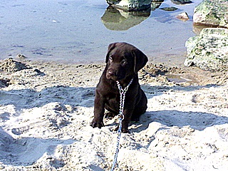 Először csalit labrador kölykök, az első szilárd ételek egy gyerek