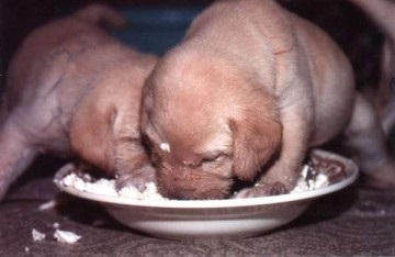 Először csalit labrador kölykök, az első szilárd ételek egy gyerek