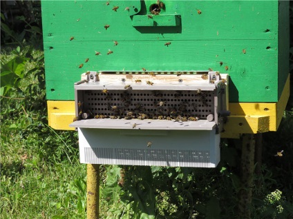 Pyltseulovitel - blog méhész (Bee) Pyltseulovitel - blog méhész