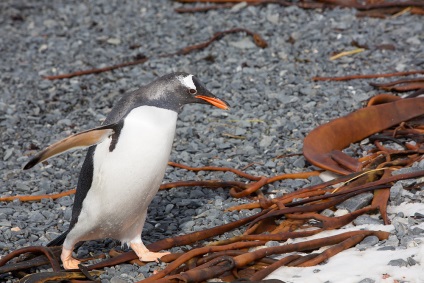 Penguins - egy madár, hogy tud repülni, de nem tud repülni, a pozitív online magazin