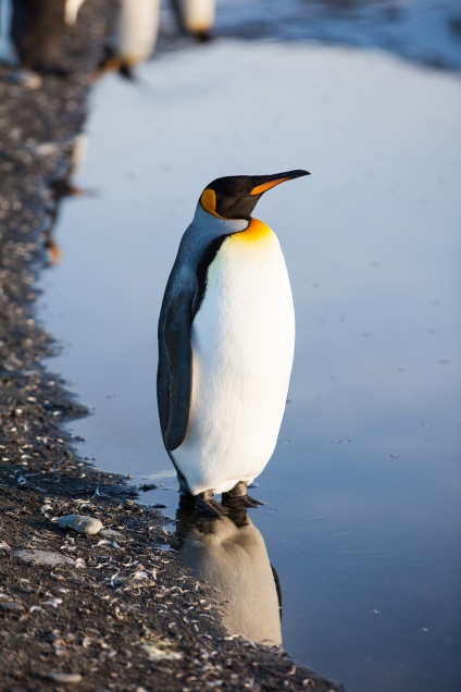 Penguins - egy madár, hogy tud repülni, de nem tud repülni, a pozitív online magazin