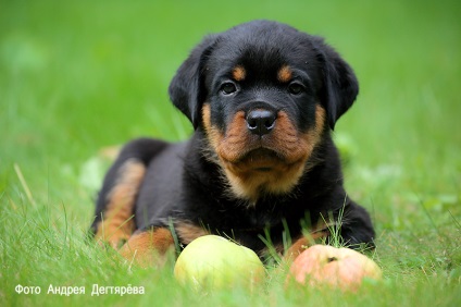 Kennel RUS RPH Nekar - Rottweiler kölykök Rottweiler kiskutya extra s Moszkvában, akkor van!