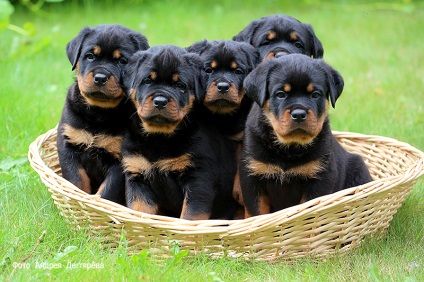 Kennel RUS RPH Nekar - Rottweiler kölykök Rottweiler kiskutya extra s Moszkvában, akkor van!