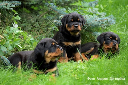 Kennel RUS RPH Nekar - Rottweiler kölykök Rottweiler kiskutya extra s Moszkvában, akkor van!