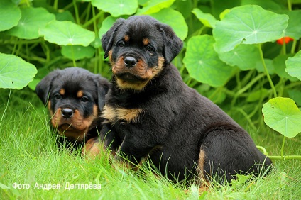 Kennel RUS RPH Nekar - Rottweiler kölykök Rottweiler kiskutya extra s Moszkvában, akkor van!