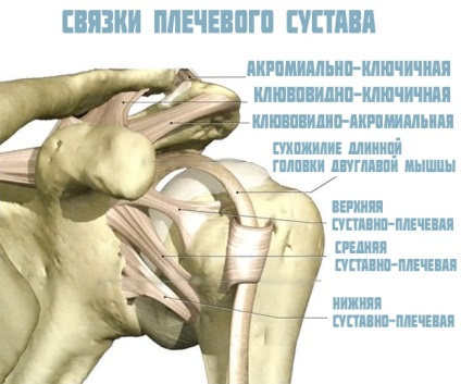A vállízület anatómiai felépítése, az izmok és szalagok váll (humerus) A vállízület anatómiai felépítése, az izmok és szalagok váll