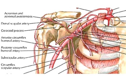 A vállízület anatómiai felépítése, jellemzői, alak