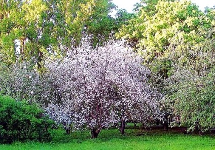 Orchard - tervezés, szóló és karbantartás, fotó oktatás