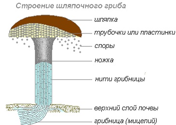Termőtestek gombák (gombák) Sporocarp