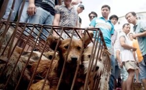 Miért kínai emberek esznek a kutyák, chinapk egész Kína (miért a kínai enni kutyák) Miért kínai emberek esznek a kutyák, chinapk egész Kína