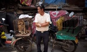 Miért kínai emberek esznek a kutyák, chinapk egész Kína