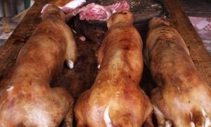 Miért kínai emberek esznek a kutyák, chinapk egész Kína (kínai) Miért kínai emberek esznek a kutyák, chinapk egész Kína