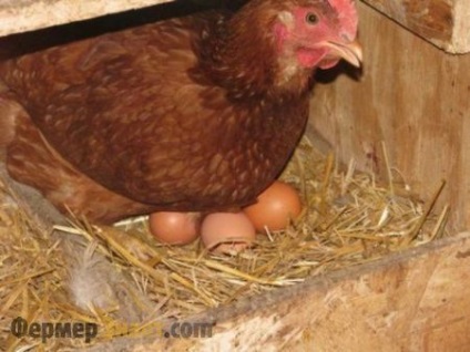 Miért a csirkék nem hordozzák az okokat, amelyek növelni tojástermelés