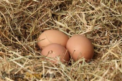 Miért a csirkék nem hordozzák az okokat, amelyek növelni tojástermelés