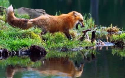 Miért róka róka elemzi, miért a róka (fox) is így nevezték