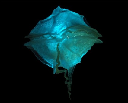 Miért van a tenger a fény (zooplankton) Miért van a tenger a fény
