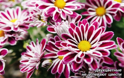 Miért nem virágzik a krizantém (Chrysanthemum koreai) Miért nem virágzik a krizantém
