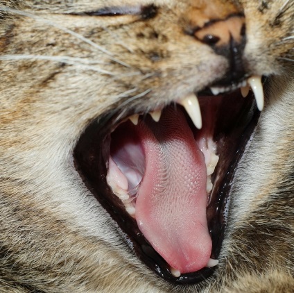 Miért macskák durva nyelv