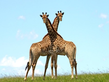 Miért egy zsiráf kéknyelv - amit egy zsiráf szarv - állatok - egyéb