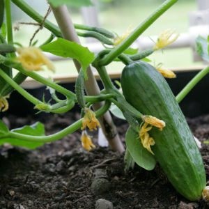 Felkészülés a talaj melegházban uborka a rugó - kert gond nélkül (uborka) Felkészülés a talaj melegházban uborka a rugó - kert gond nélkül