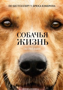 Keresés dog (kutya) kereső kutya