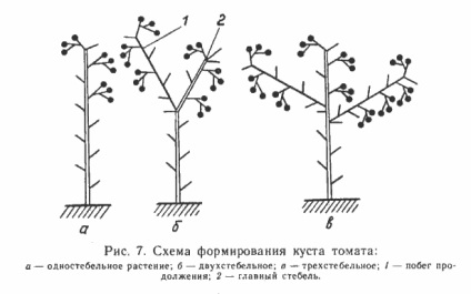 Cherry paradicsom és pasynkovanie képződés (paradicsom) Koktélparadicsommal és alkotó pasynkovanie