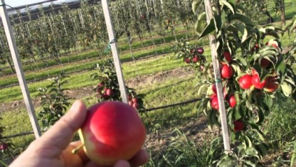 Ültetési és így oszlopszerű alma (képződés) Ültetés és alkotó oszlopos alma