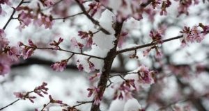 Ültetési és így oszlopszerű alma (képződés) Ültetés és alkotó oszlopos alma