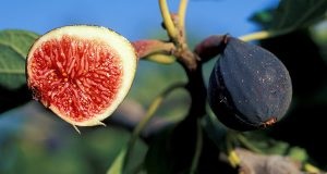 Ültetés és alkotó oszlopos alma (metszés segítségével alkotnak) Ültetés és alkotó oszlopos alma