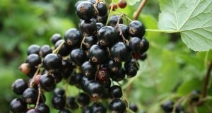 Ültetési és így oszlopszerű alma (képződés) Ültetés és alkotó oszlopos alma