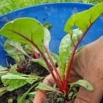 Ültetés uborka júniusban, hogy nő a kertben! (Alulméretezett alkalmas paradicsom) Ültetés uborka júniusban, hogy nő a kertben!