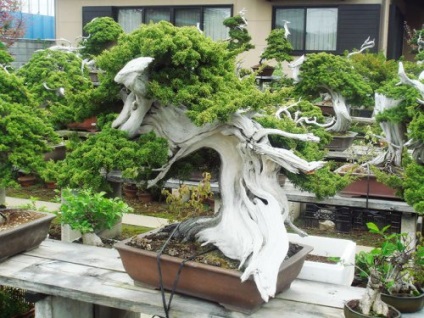 Gyönyörű bonsai (30 fotó)