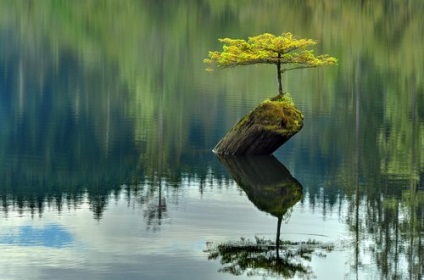 Gyönyörű bonsai (30 fotó)