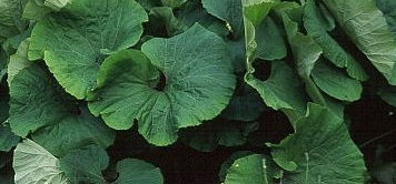 Előállítása bojtorján (bojtorján) Koreai (személyes) Előállítása bojtorján (bojtorján) koreai