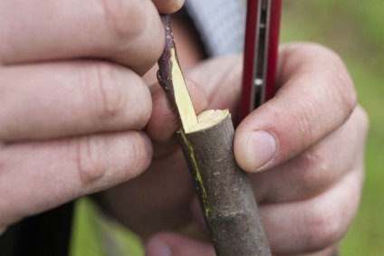 alma beoltás wildings lépésről lépésre