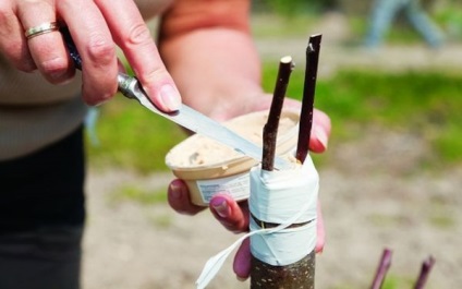 alma beoltás wildings lépésről lépésre