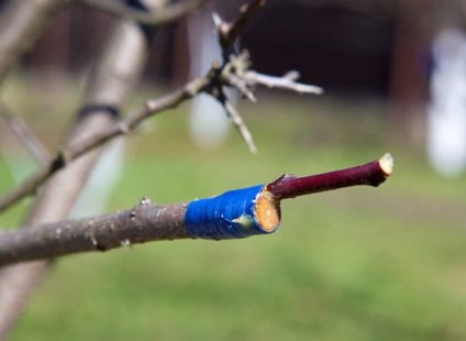 alma beoltás wildings lépésről lépésre