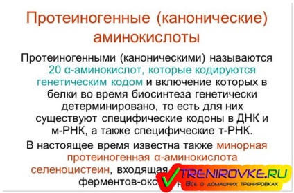 Proteinogén aminosavak - jellemzők, osztályozás, kémiai összetétel (készítmény) Proteinogén aminosavak - jellemzők, osztályozás, kémiai összetétele